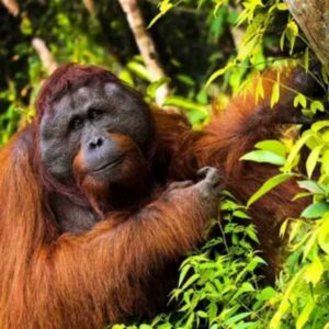 Do Orangutans Attack Humans