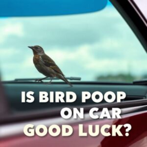 is-bird-poop-on-car-good-luck