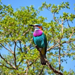 Lilac-Breasted Roller