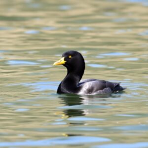 surf-scoter-melanitta-perspicillata Surf Scoter (Melanitta perspicillata)