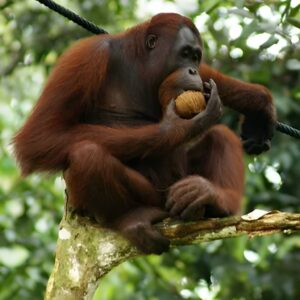What Are Orangutans?