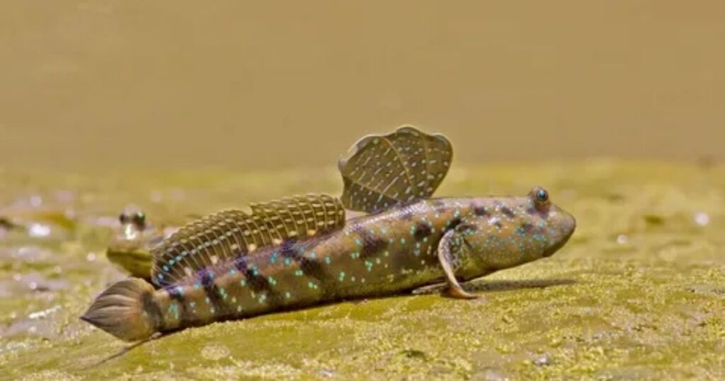27 Most Popular Types of Fish With Legs