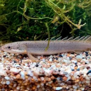 Bichir (Polypterus spp.)
