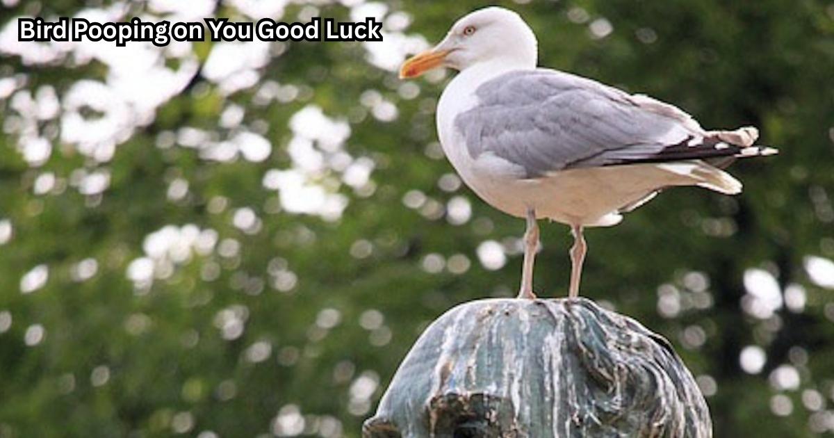 Bird Pooping on You Good Luck