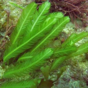 Caulerpa