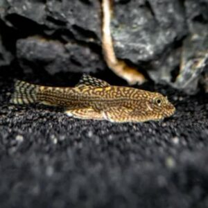 Chinese Hillstream Loaches (Beaufortia kweichowensis)