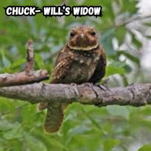 Chuck- Will’s Widow