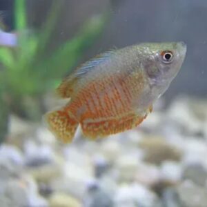 Climbing Gourami (Anabantidae)