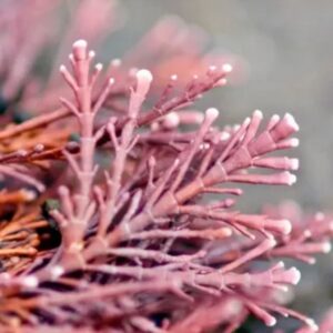 Coraline Algae