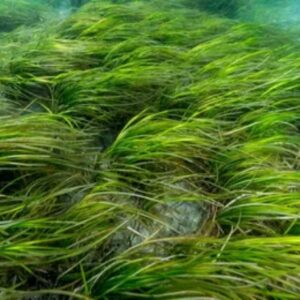 Eelgrass