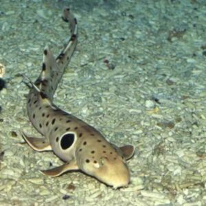 Epaulette Shark (Hemiscyllium ocellatum)