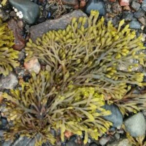 Fucus