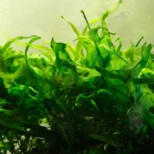 Green Algae