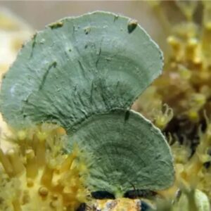 Halimeda