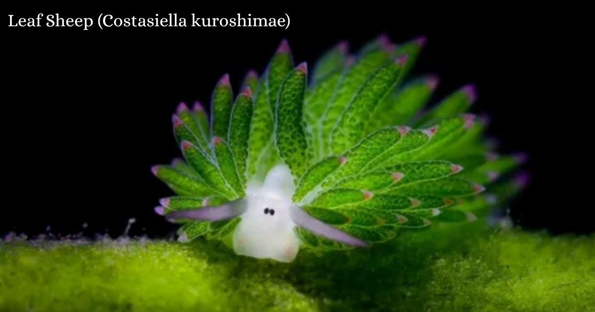 Leaf Sheep (Costasiella kuroshimae): A Complete Overview