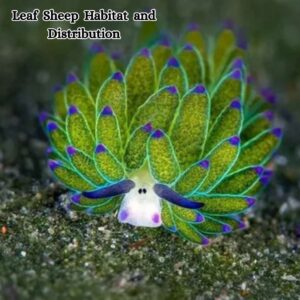 Leaf Sheep Habitat and Distribution
