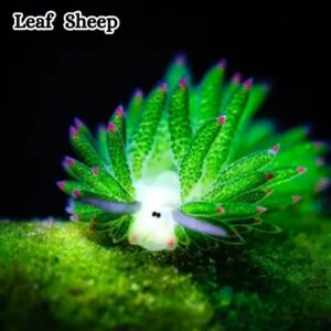Leaf Sheep Physical Characteristics