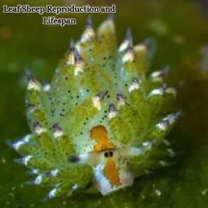 Leaf Sheep Reproduction and Lifespan