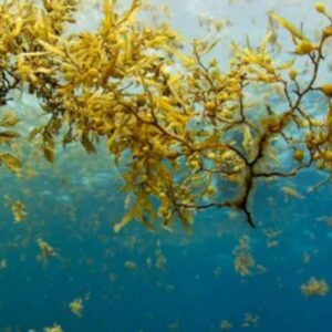 Sargassum