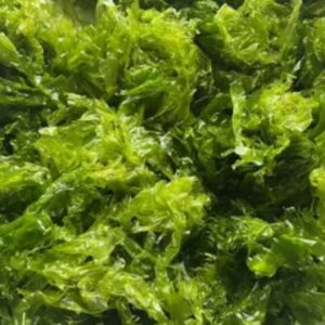 Sea Lettuce