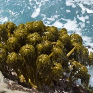 Sea Palms (Postelsia)