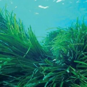 Spirulina