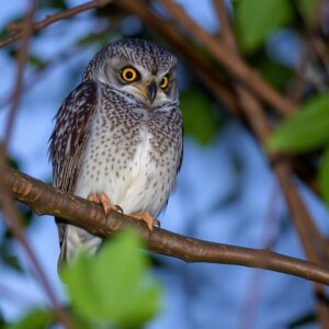 Tawny Frogmouth