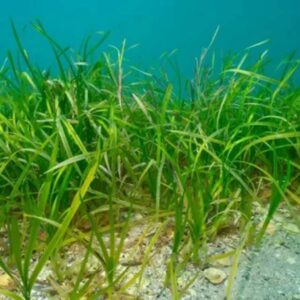 Turtle Grass