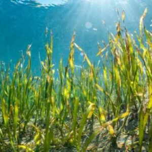 What Are the Most Common Plants in the Ocean?