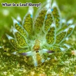 What Is a Leaf Sheep?