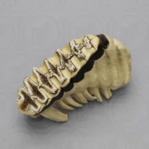 African elephant Teeth