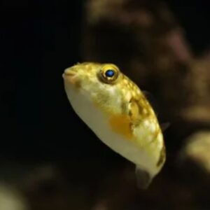 Are Puffer Fish or Blowfish Poisonous?