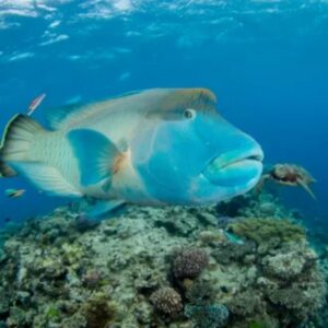 asian-sheepshead-wrasse Asian Sheepshead Wrasse
