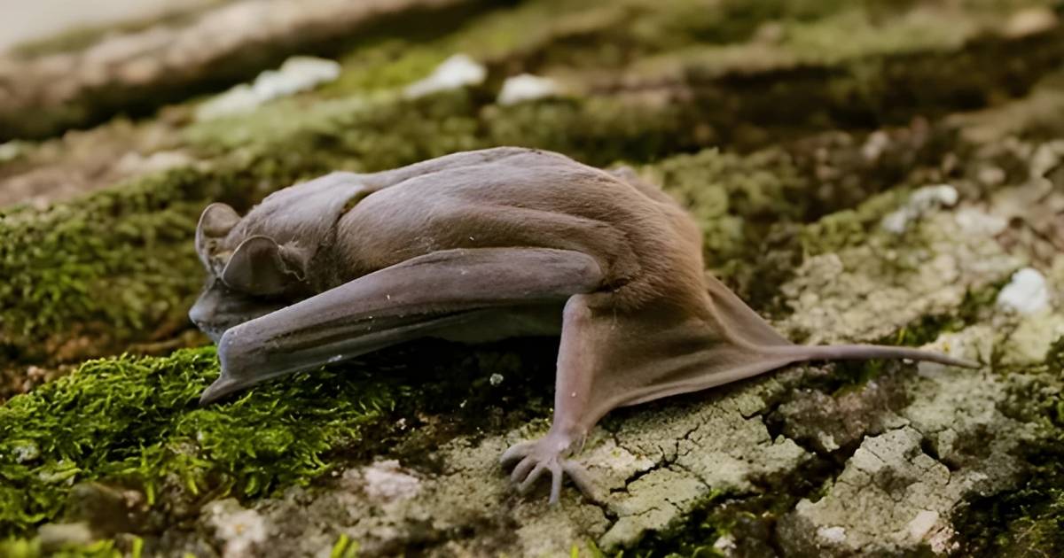 Baby Bat