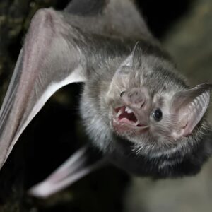 baby bats dangerous