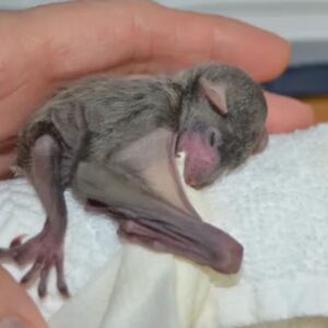 baby bats look like