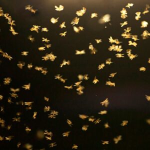 Bats Are Natural Pest Control