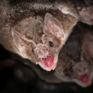 Bats have tiny teeth