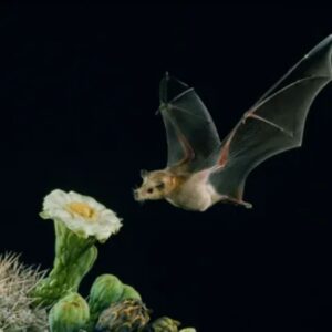 Bats Support Pollination and Seed Dispersal