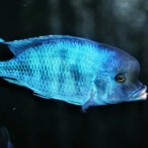 blue-dolphin-cichlid Blue Dolphin Cichlid