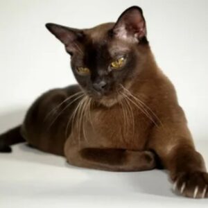 Burmese cats