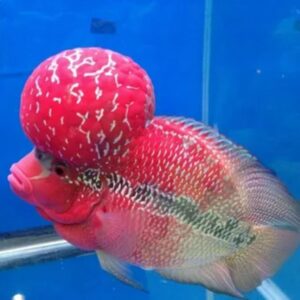 flowerhorn-cichlid Flowerhorn Cichlid