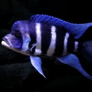 front-cichlid-or-frontosa Front Cichlid or Frontosa