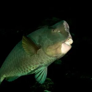 green-humphead-parrotfish Green Humphead Parrotfish