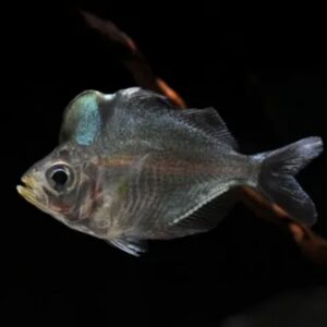 humphead-glassfish Humphead Glassfish