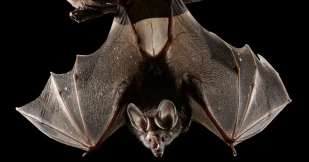 Is It Illegal to Kill Bats?