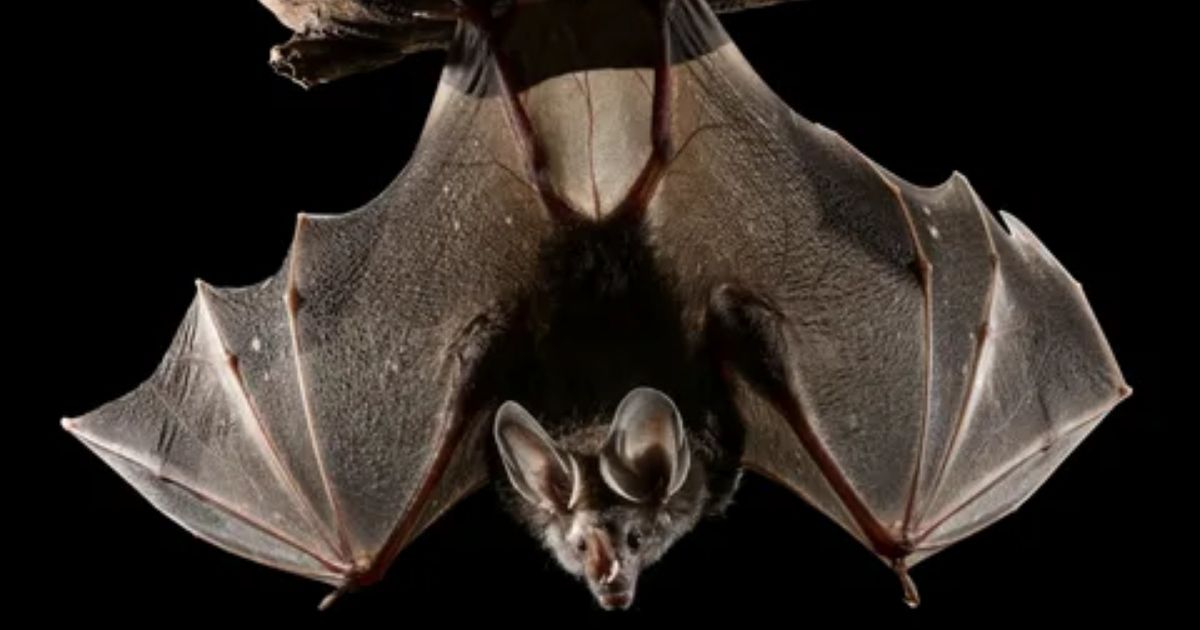 Is It Illegal to Kill Bats?