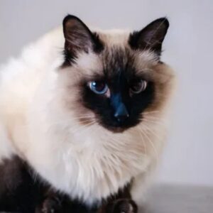 Balinese cats