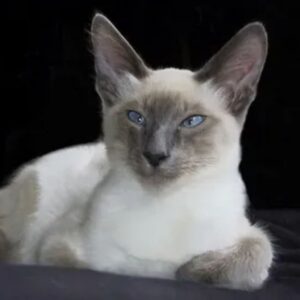 Javanese cats