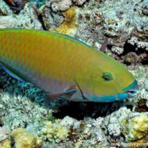 knobsnout-parrotfish Knobsnout Parrotfish